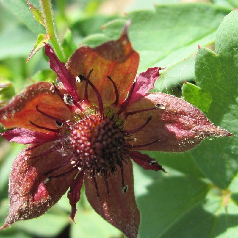 Anglo Aquatics Potentilla Palustris 3 Litre