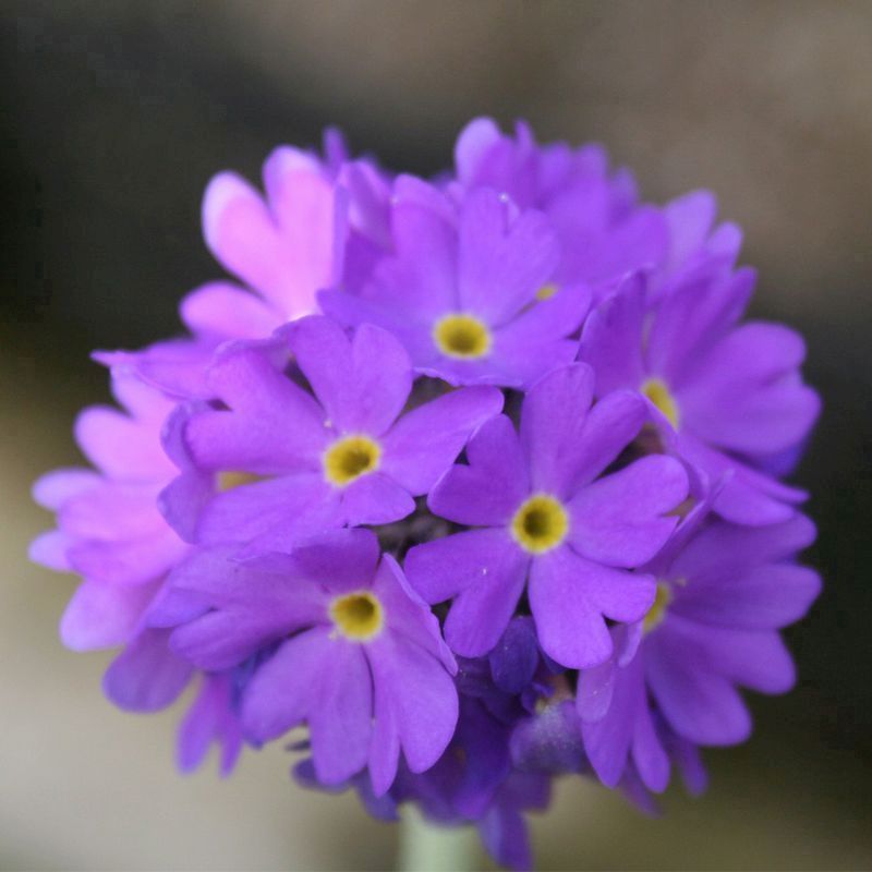 Anglo Aquatics Primula Denticulata 9cm 3 Pack