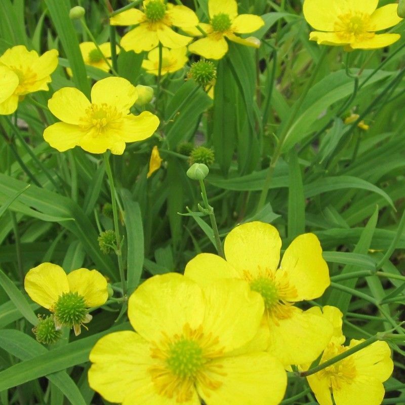 Anglo Aquatics Ranunculus Flammula 3 Litre