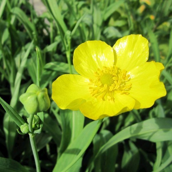 Anglo Aquatics Ranunculus Lingua Grandiflorus 1 Litre 3 Pack