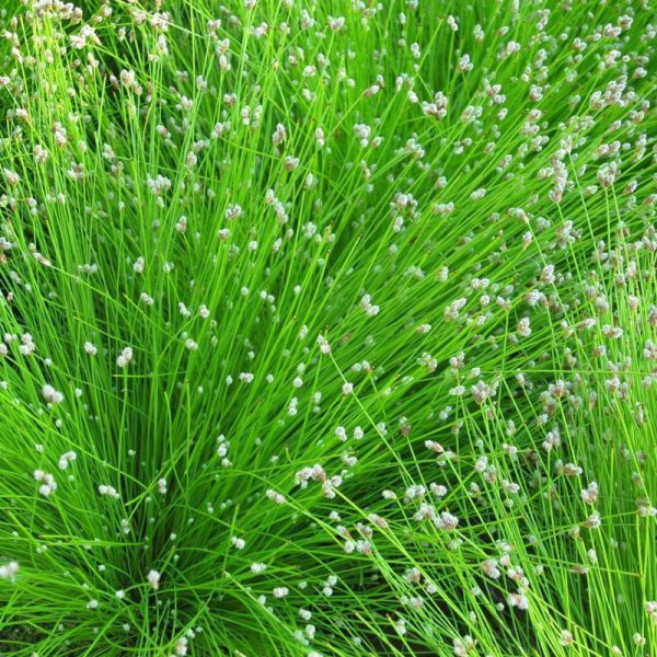 Anglo Aquatics Scirpus Cernuus 3 Litre