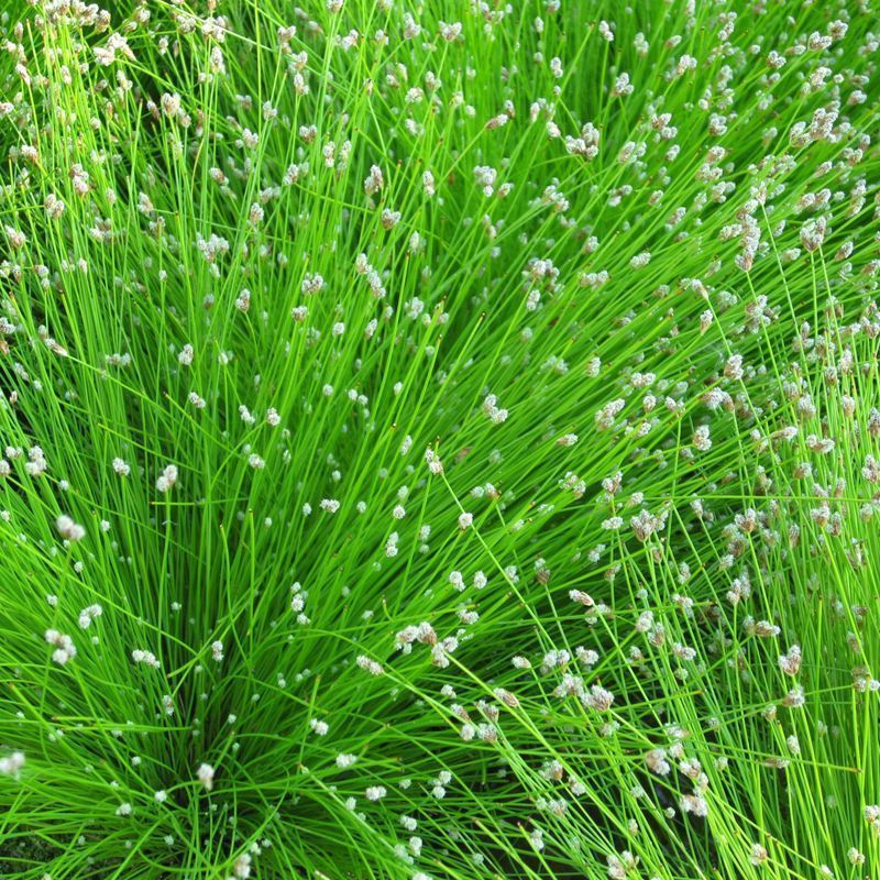 Anglo Aquatics Scirpus Cernuus 9cm