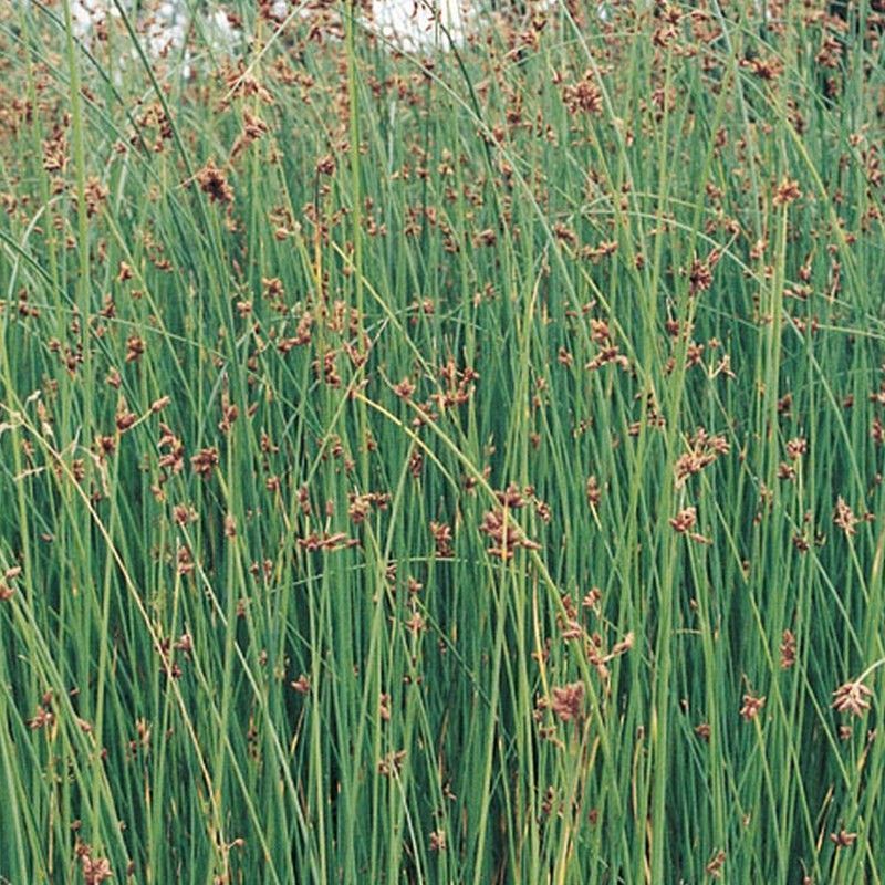 Anglo Aquatics Scirpus Lacustris 3 Litre