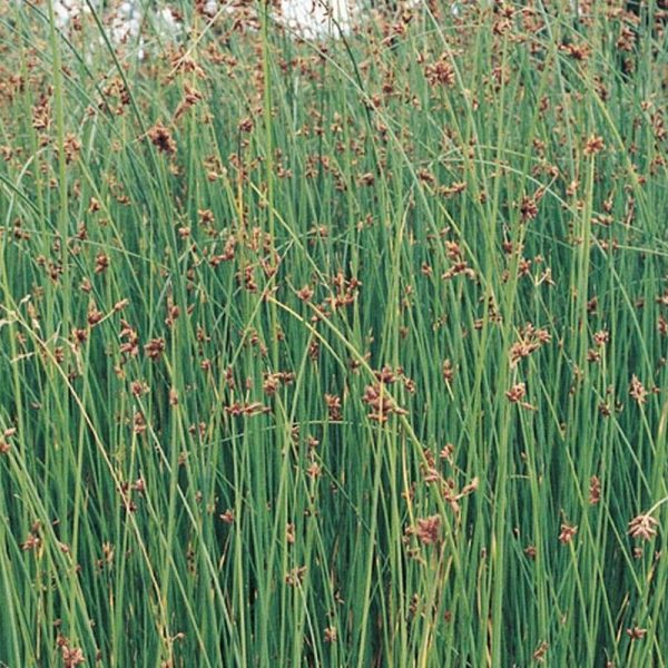 Anglo Aquatics Scirpus Lacustris 9cm 3 Pack