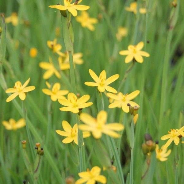 Anglo Aquatics Sisyrinchium Californicum 1 Litre