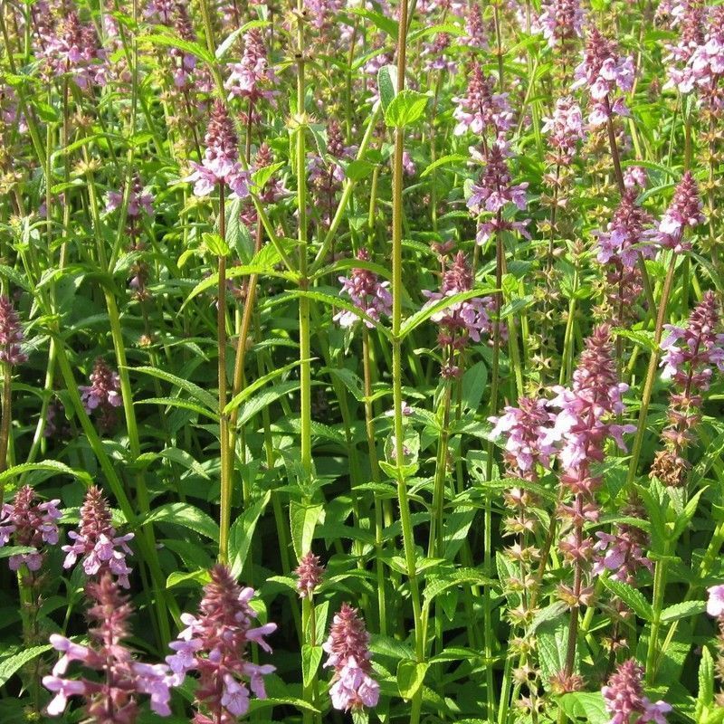 Anglo Aquatics Stachys Palustris 1 Litre