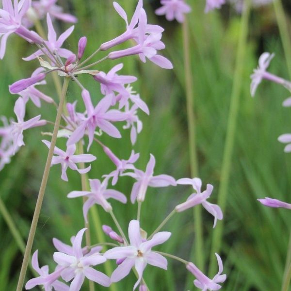 Anglo Aquatics Tulbaghia Violacea 1 Litre