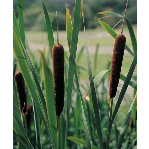 Anglo Aquatics Typha Angustifolia 9cm 3 Pack