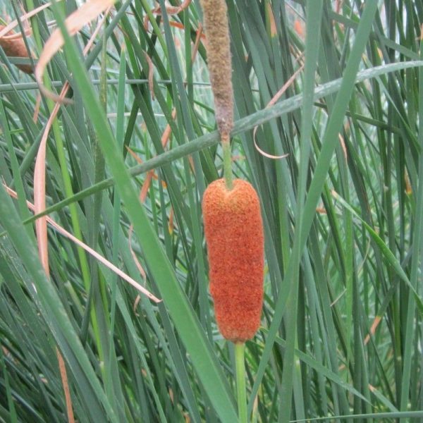 Anglo Aquatics Typha Gracilis 3 Litre