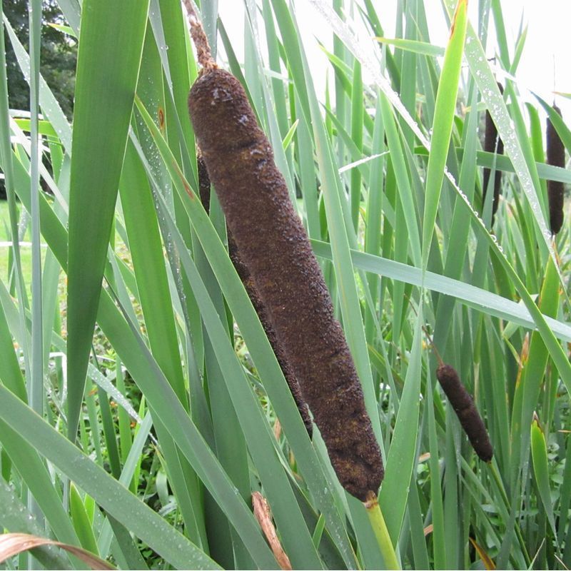 Anglo Aquatics Typha Latifolia 3 Litre