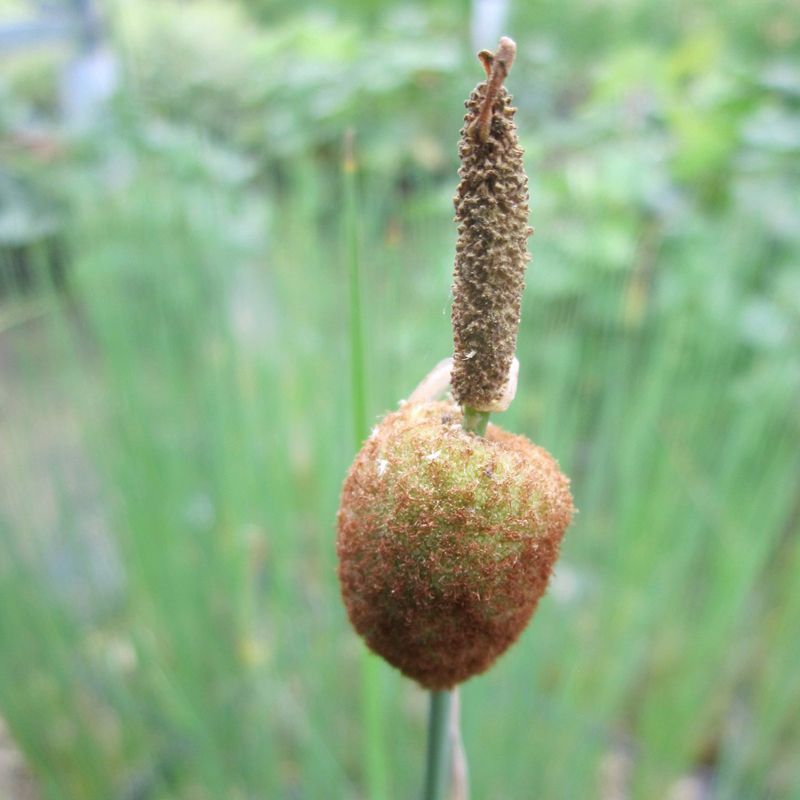 Anglo Aquatics Typha Minima 9cm