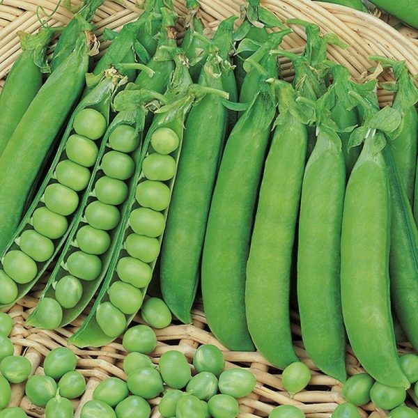 Johnsons Pea Early Douce Provence Seeds