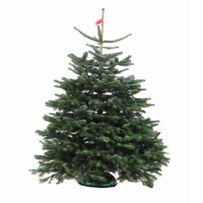 Real Premium Nordmann Christmas Tree 150-175cm