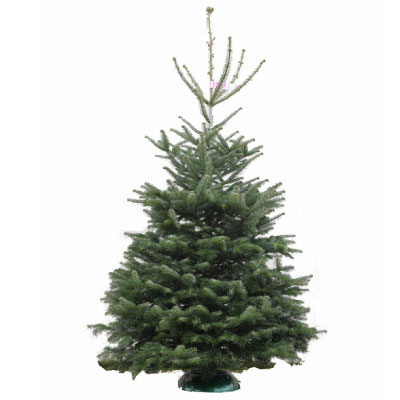 Real Premium Nordmann Christmas Tree 240-270cm