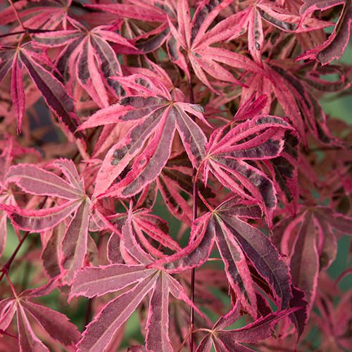 Acer Palmatum Shirazz