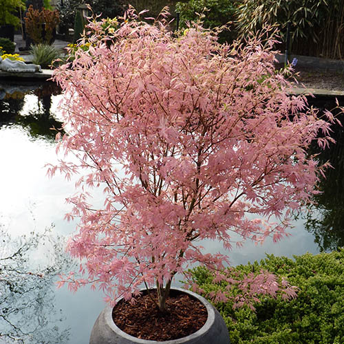 Acer Palmatum Taylor