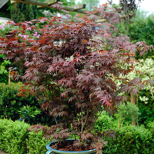 Acer palmatum Atropurpureum