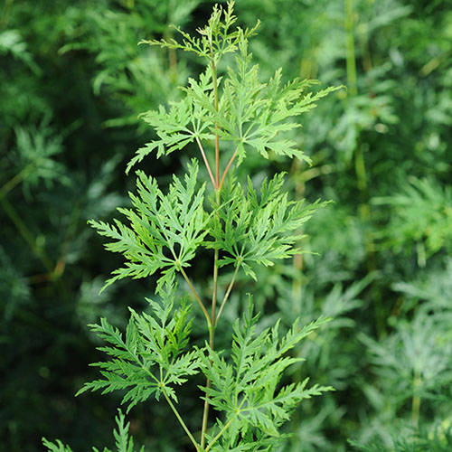 Acer palmatum Dissectum Emerald Lace Japanese Maple