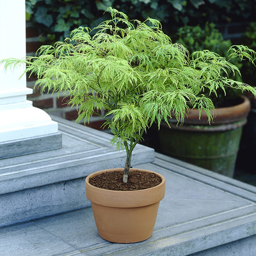 Acer palmatum Dissectum