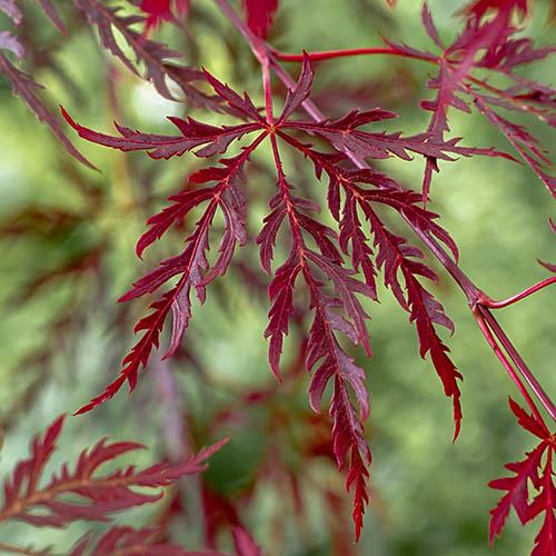 Acer palmatum Garnet