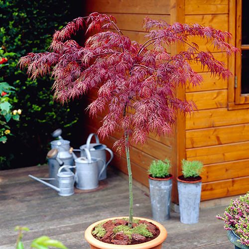 Acer palmatum Inaba-shidare Standard