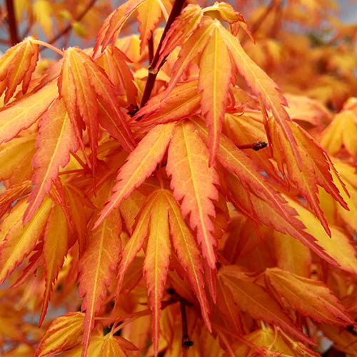 Acer palmatum Katsura