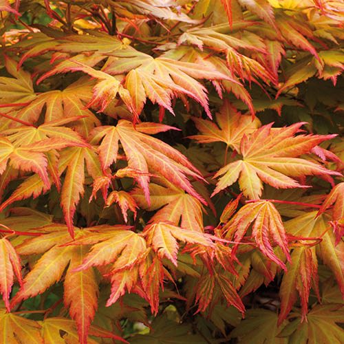 Acer palmatum Orange Dream