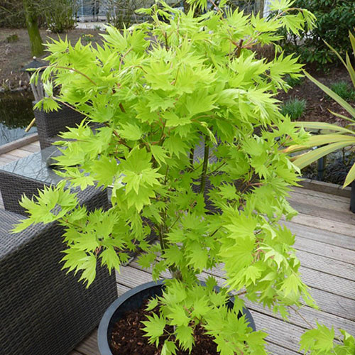 Acer shirasawanum Jordan