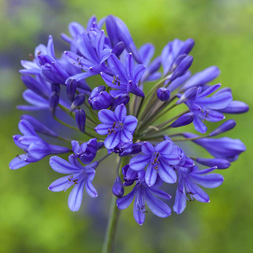 Agapanthus Blue African Lily