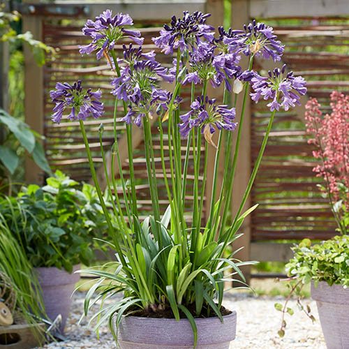 Agapanthus Poppin Purple