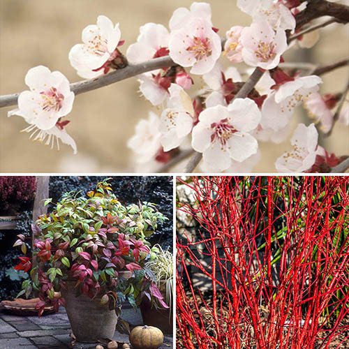 All Year Interest Shrubs