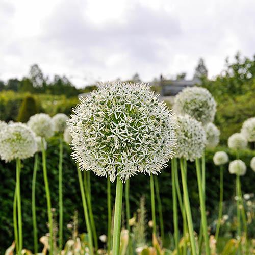 Allium Mount Everest