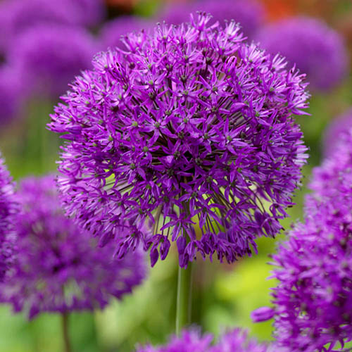 Allium Purple Sensation