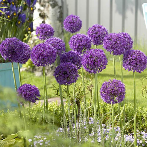 Allium Purple Sensation