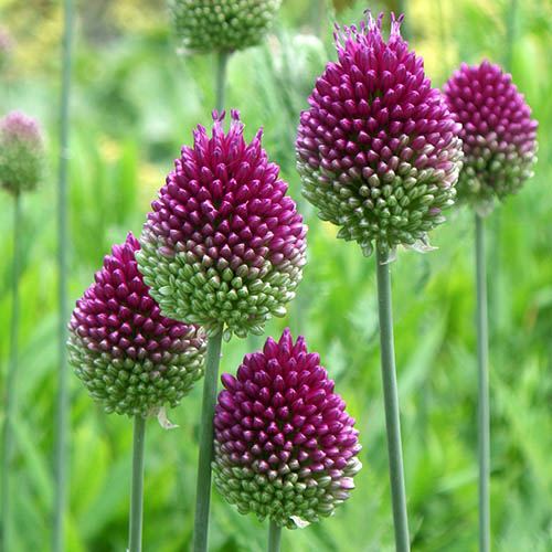 Allium sphaerocephalon Drumsticks