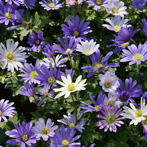 Anemone Blanda bulb x 75