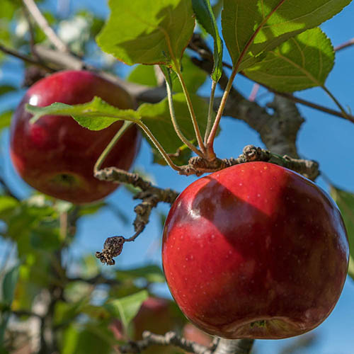 Apple Malus domestica Idared