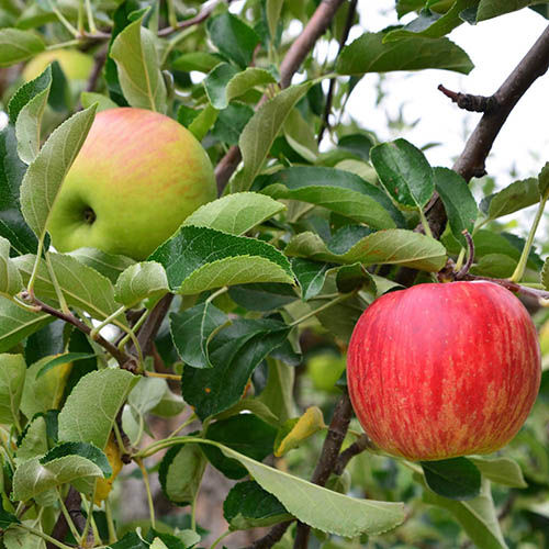 Apple Malus domestoca Fuji Kiku