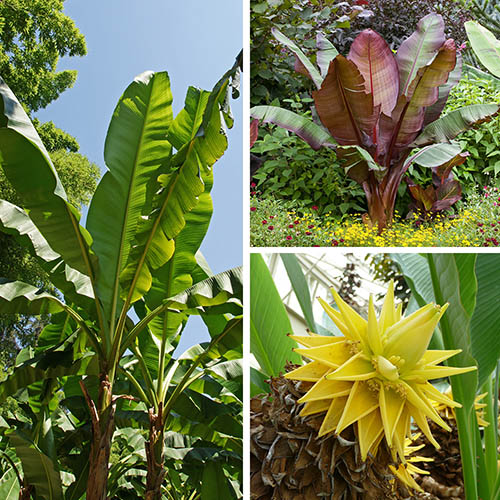 Architectural Banana Plant Collection