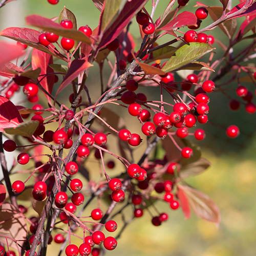 Aronia arbutifolia Brillant