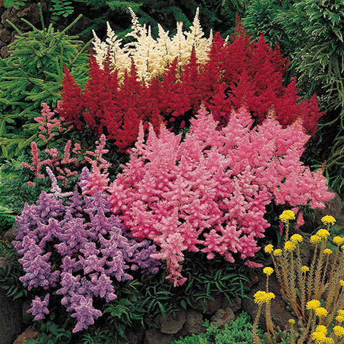 Astilbe Plum Bouquet Mix