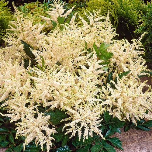 Astilbe japonica Washington