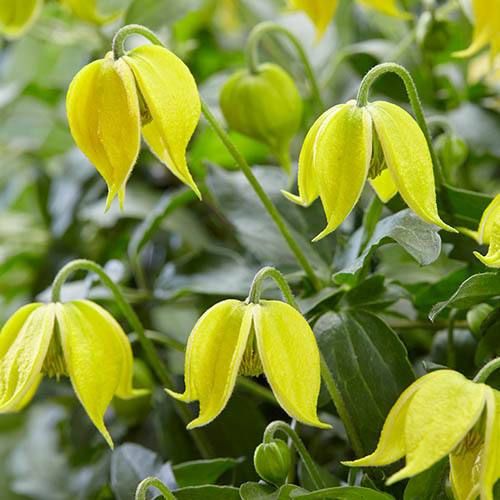 Basket Clematis tangutica Little Lemons 7cm x 2