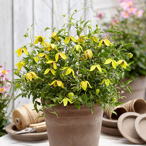 Basket Clematis tangutica Little Lemons 7cm