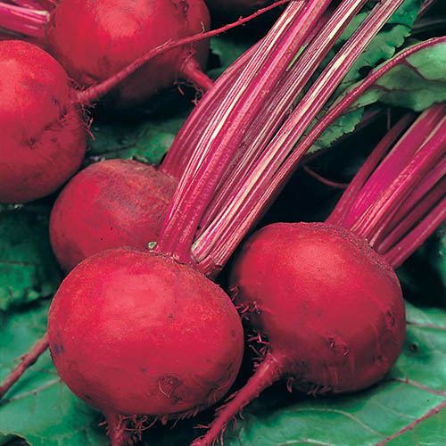 Beetroot Boltardy Seeds