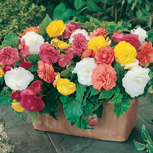 Belgian Giant Flowered Upright Begonias