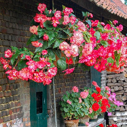 Belgian Giant Trailing Begonias