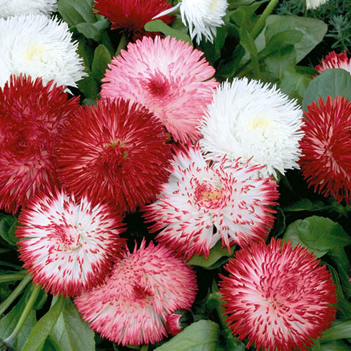 Bellis Habanera Mixed