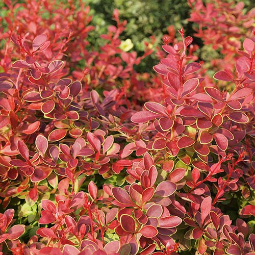 Berberis Coral