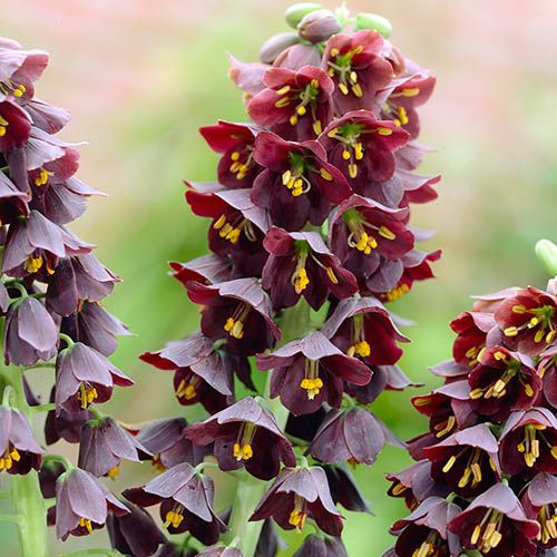 Black Persian Lily (Fritillaria persica)